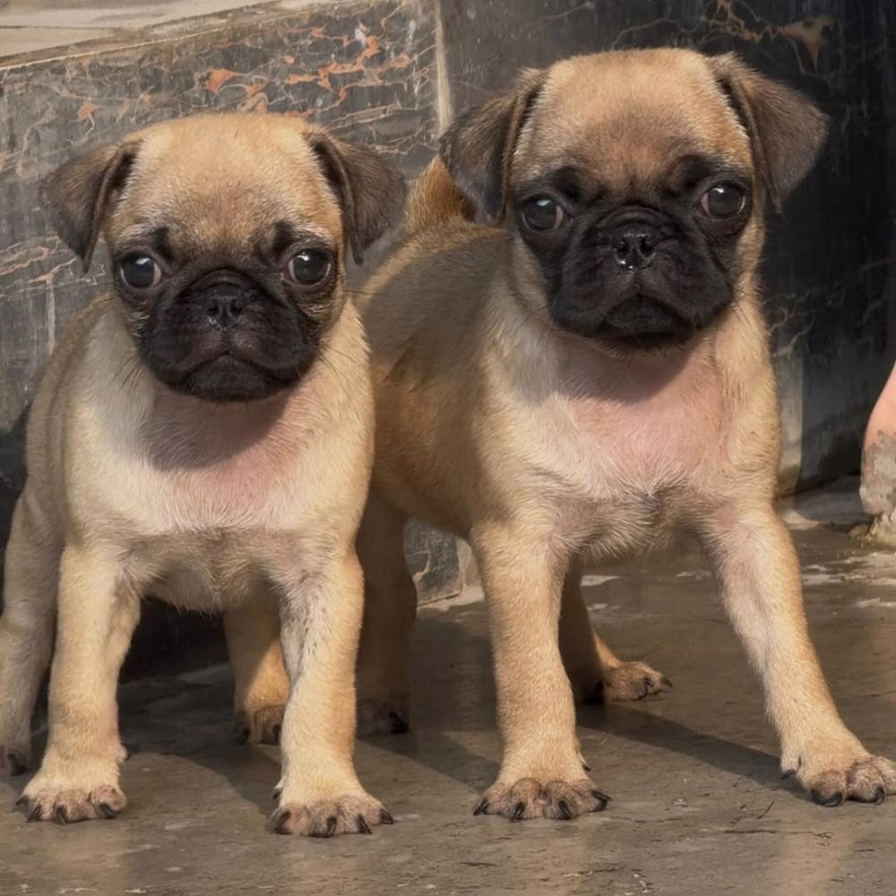 Two Pug Puppies in Chandigarh | Jalandhar | Delhi NCR