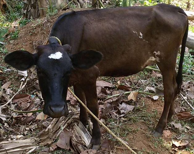 Two Year Old H F Cow
