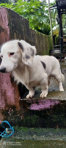 Two years old , pair dashes 