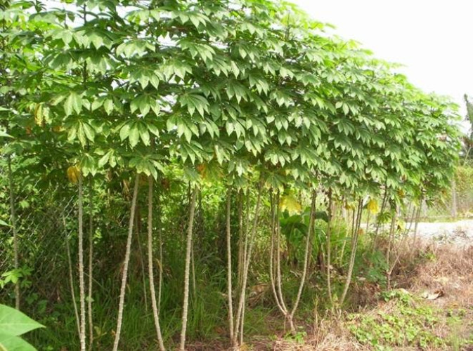 Tapioca For sale 