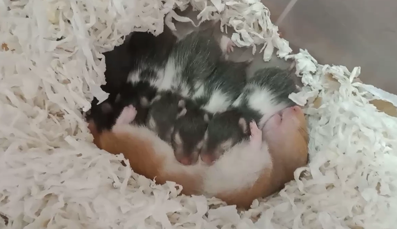 URGENT REHOMING (1 PAIR)