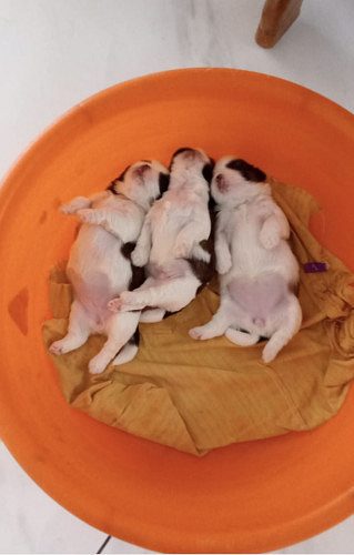 Urgent sale of shihtzu