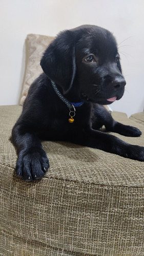 Vayu - Labrador Retriever