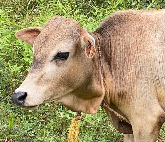 Vechoor Bull for sale