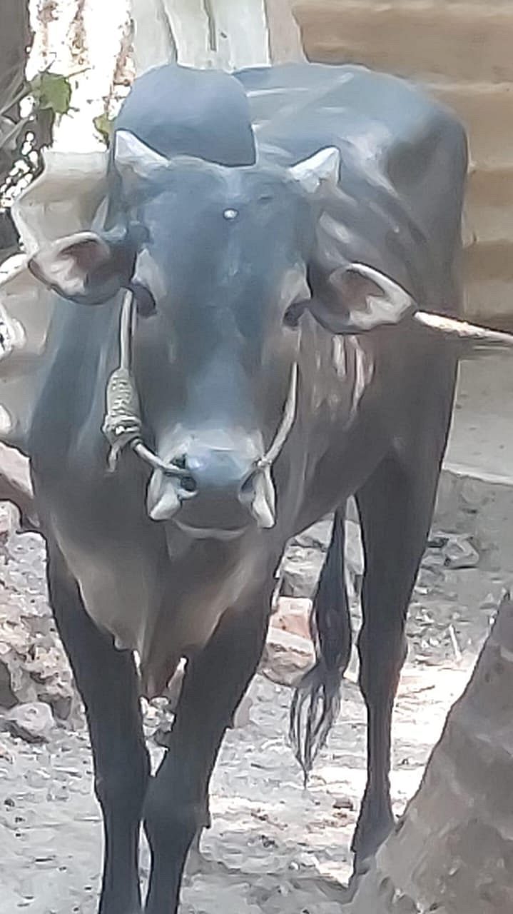 Vechoor bull