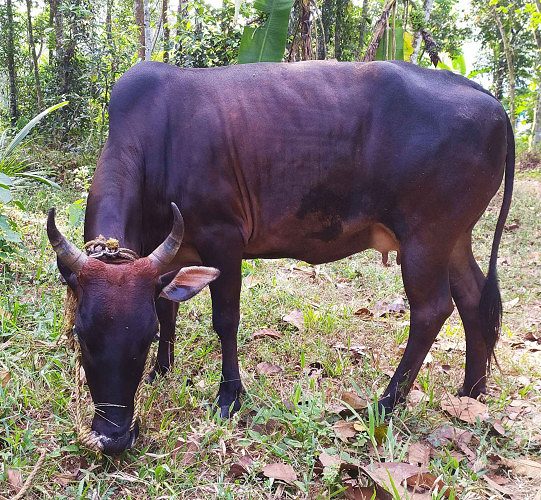 Vechoor Cow and calf for sale
