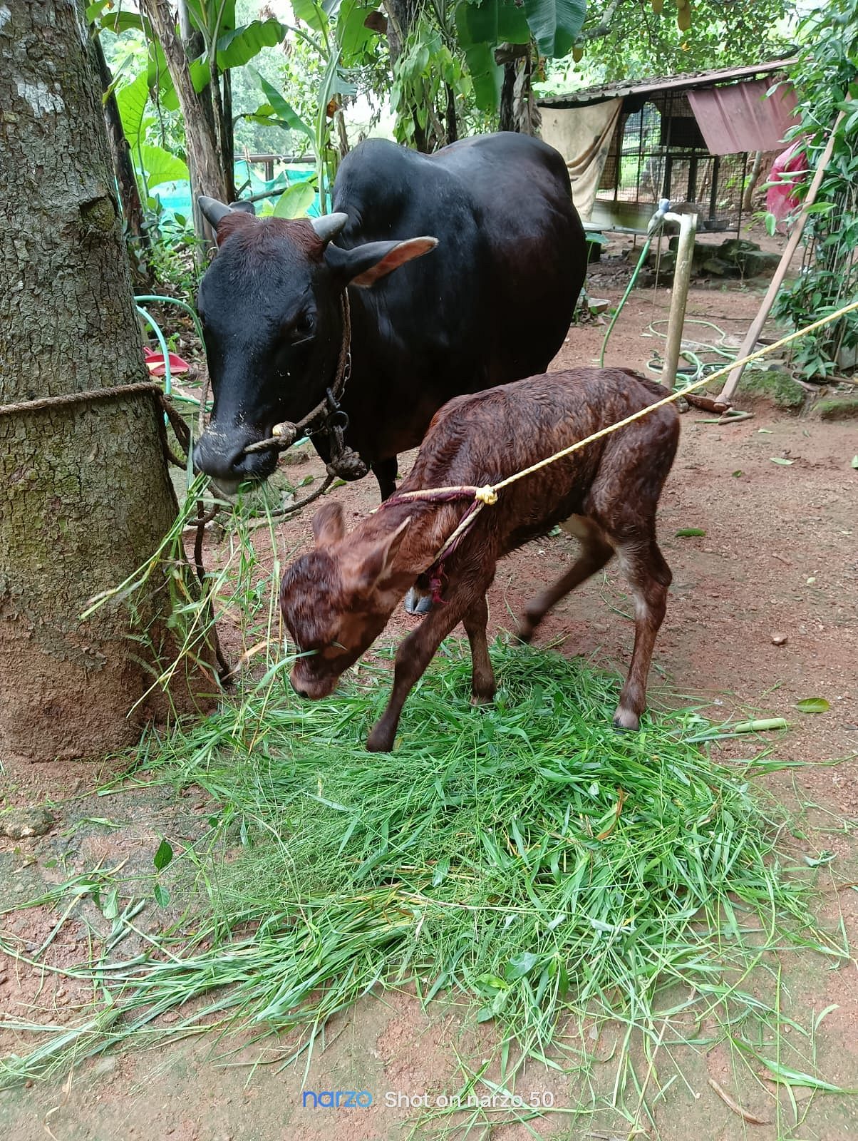Vechoor cow and cattle