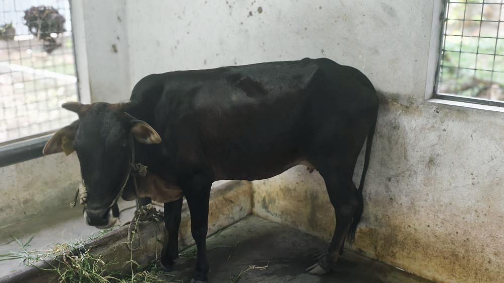 Vechoor cow