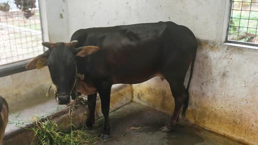 Vechoor cow