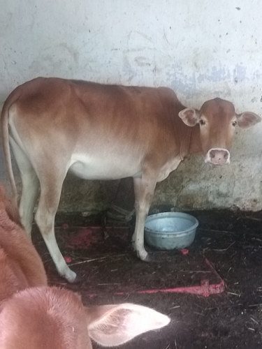 Vechoor COW