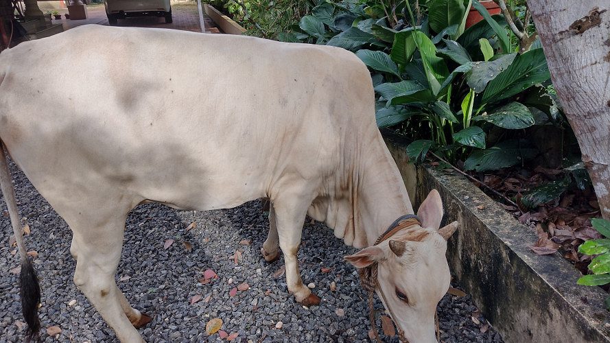 Vechoor Cow