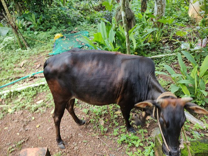 Vechoor cow for sale