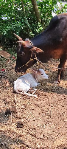Vechoor cow with new born female calf - 9048194225