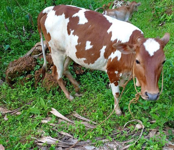 Vechoor Kasarkodan Cross