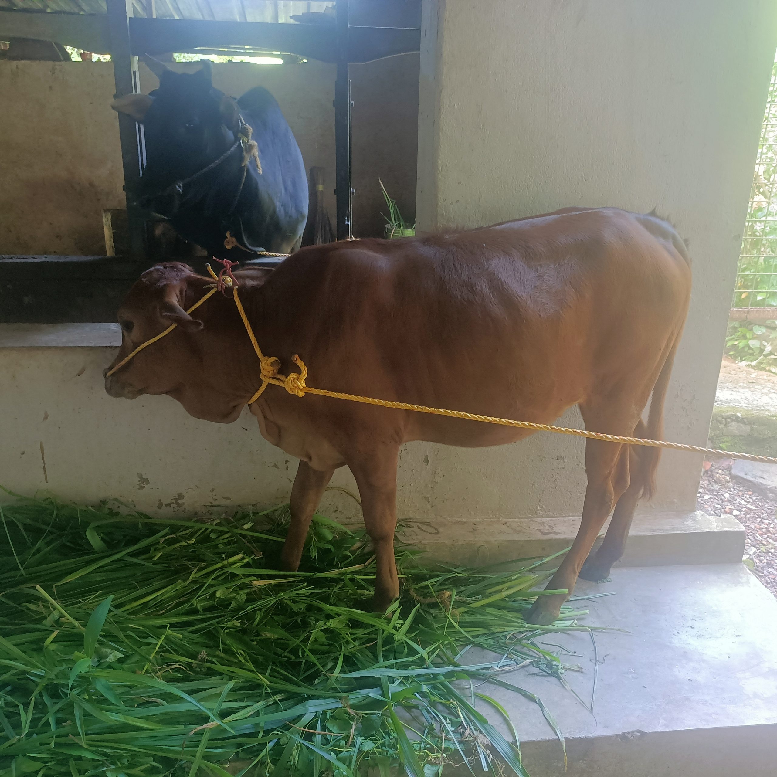 vechoor kazargode mix calf