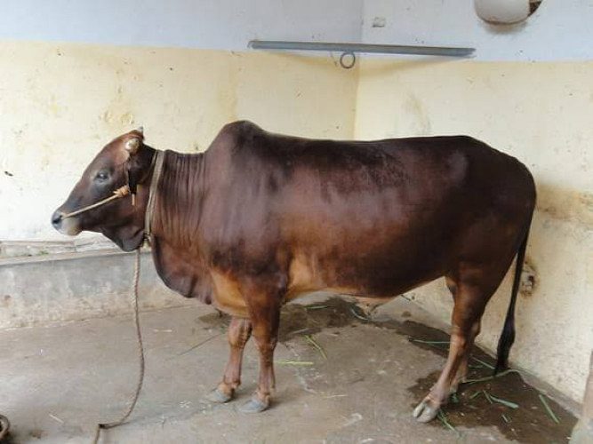 Vechore cow