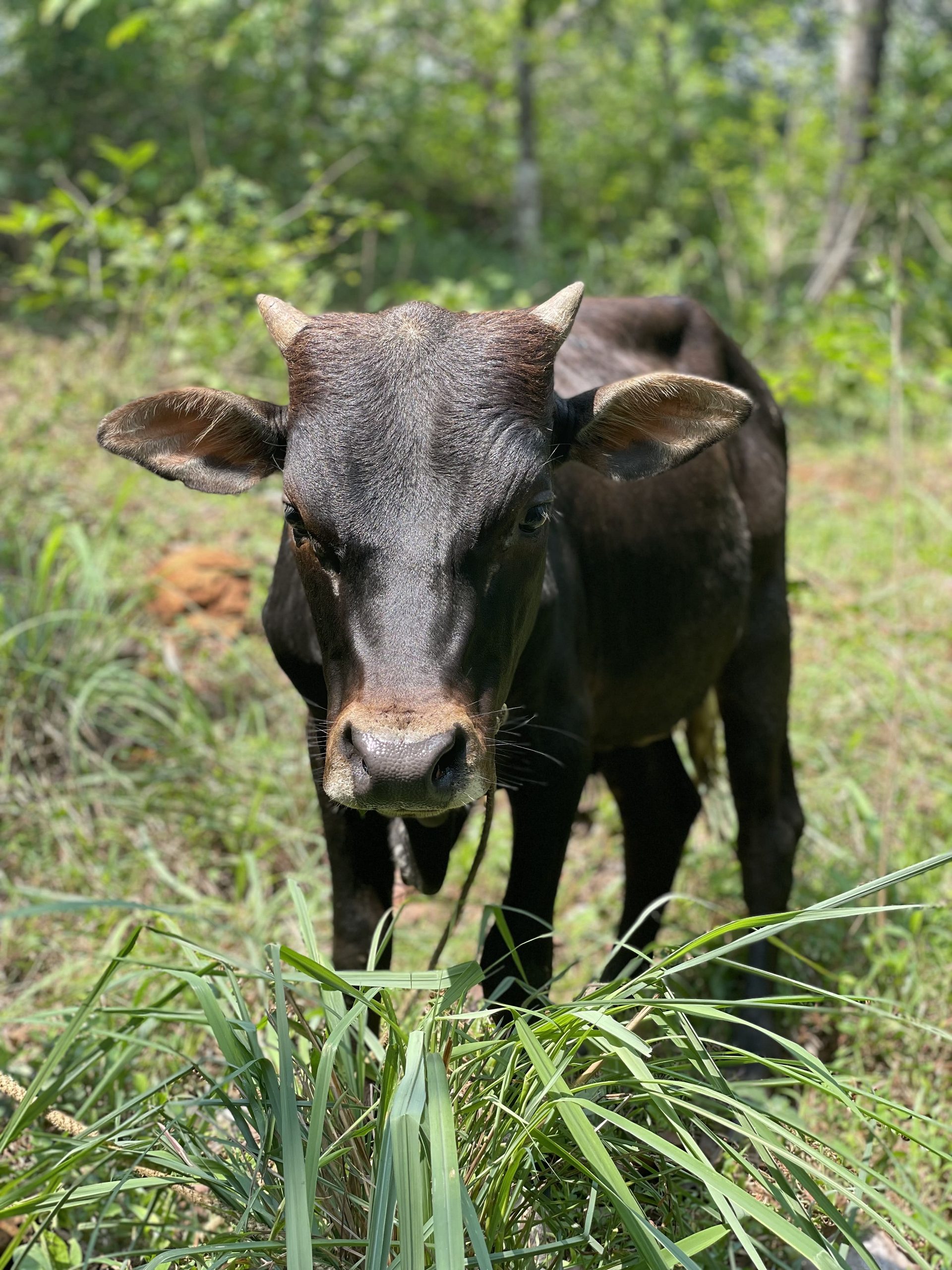 Vechur cattle