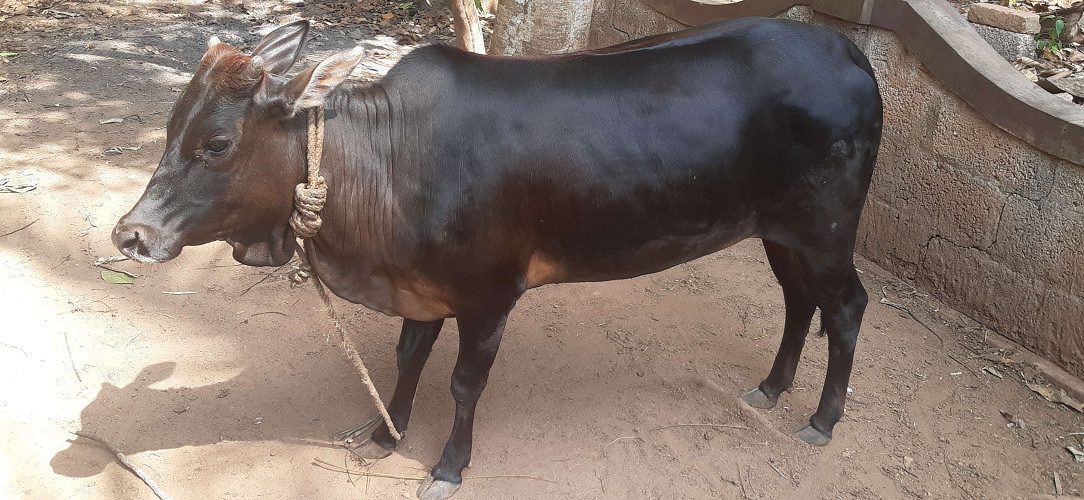 Vechur cow - 18 month old 