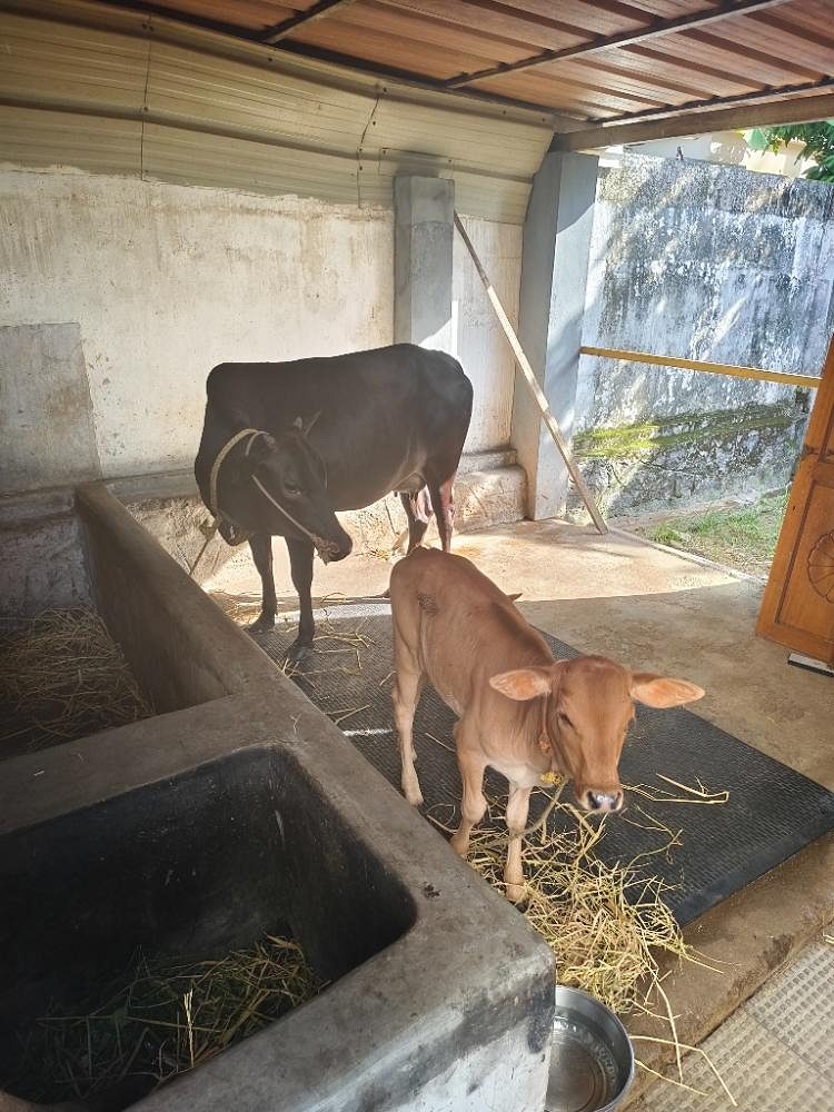 Vechur Cow 2.5years old with first delivered calf 1.5months old calf.
