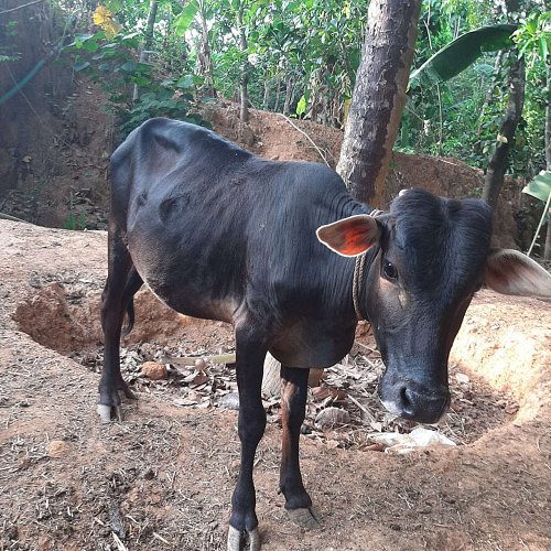 Vechur cow for sale