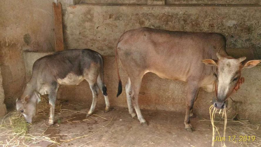 Vechur Cow and it's Baby Cow for Sale