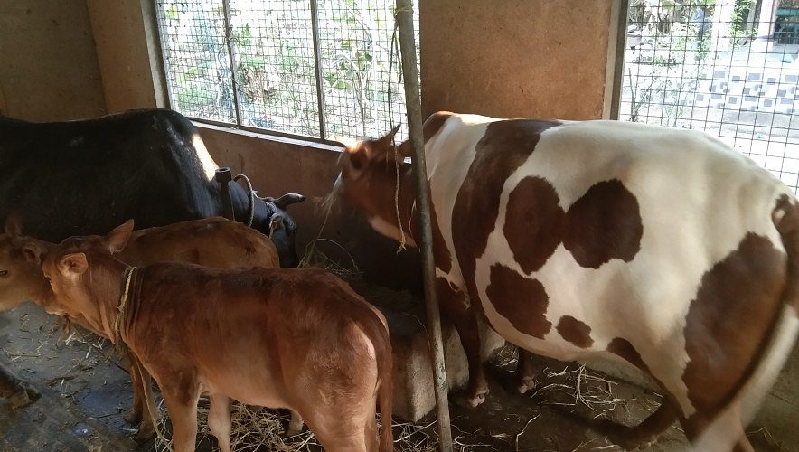 2 vechur cows and 2 calves