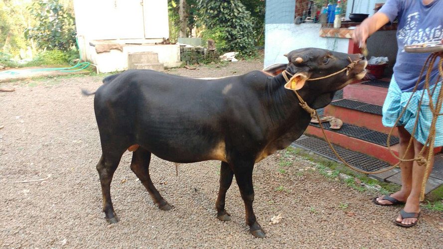 Vechur / Vechoor Bull For Sale