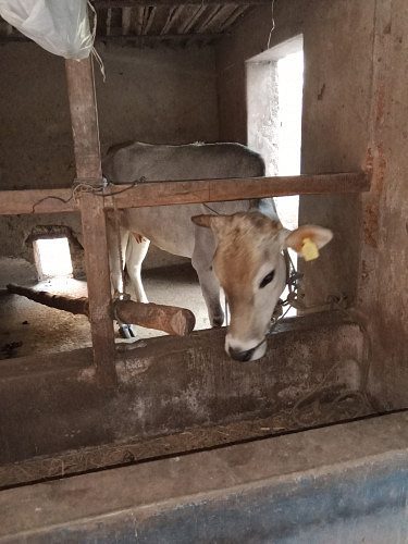 Vechuur cattle 3 months pregnant  phone 8594029902