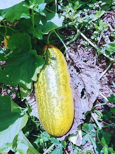 ???? ?????????? ???? ??????????