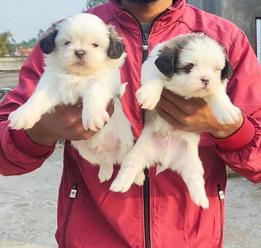 Very good quality shihtzu puppies available call and WhatsApp 7017271170