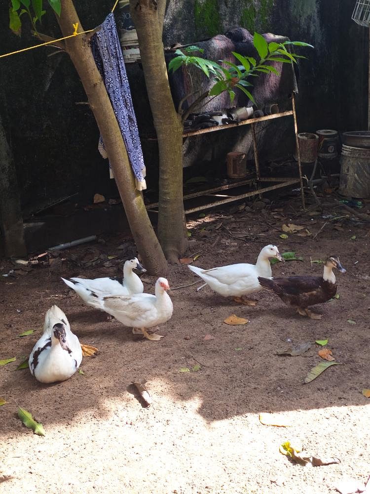 Vigova ducks