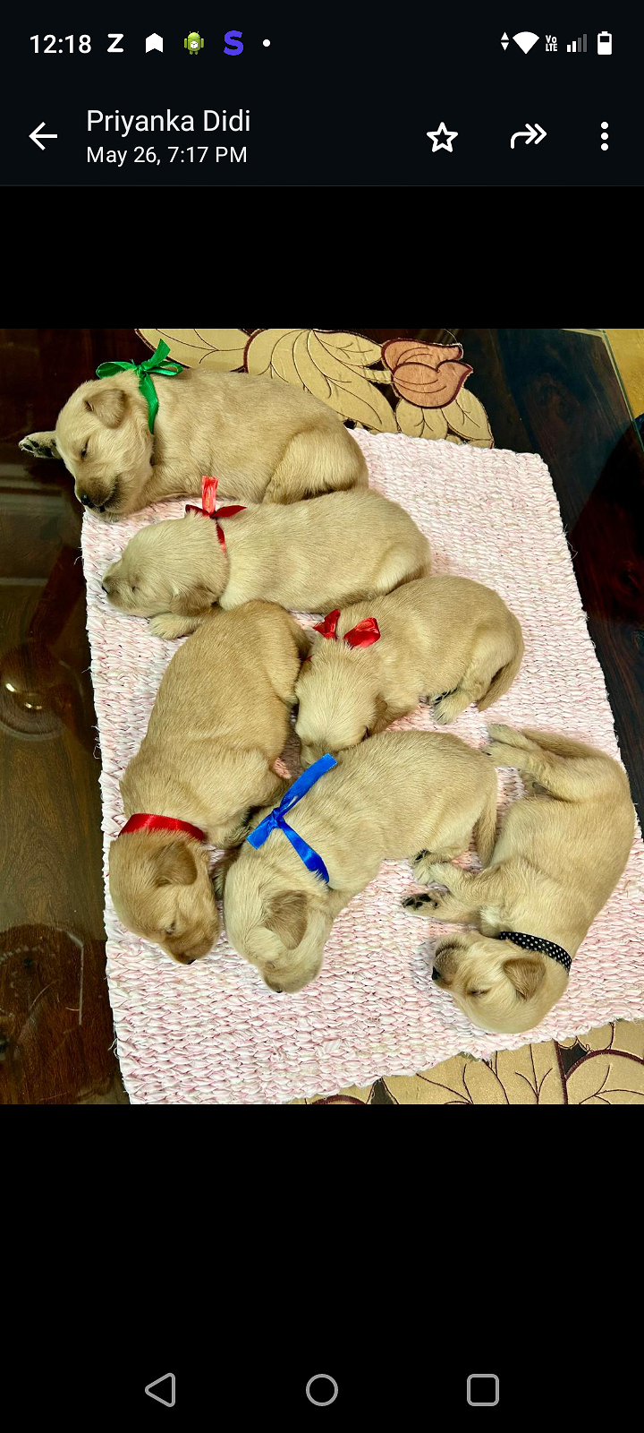 Want to sale my puppies