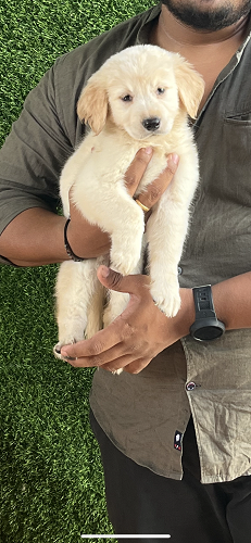 I want to sell 2 months old Golden Retriever