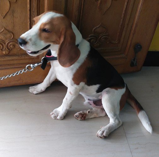 Want To Sell My BEAGLE.