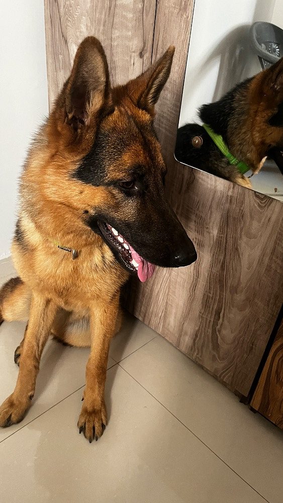 I want to sell my German shephard