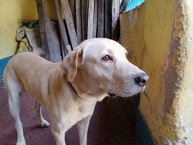 I want to sell my dog .