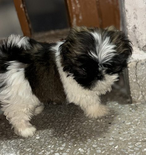 Want to sell shitzu puppy