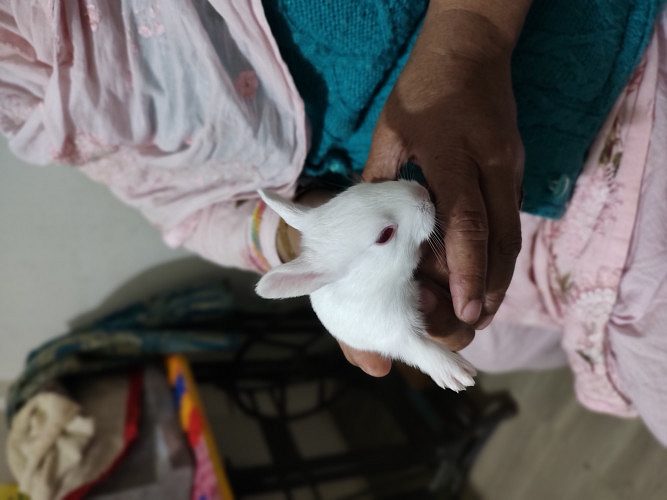 White bunny Rabbit kitten
