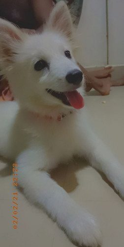 White color pomeranian 4 months old white
