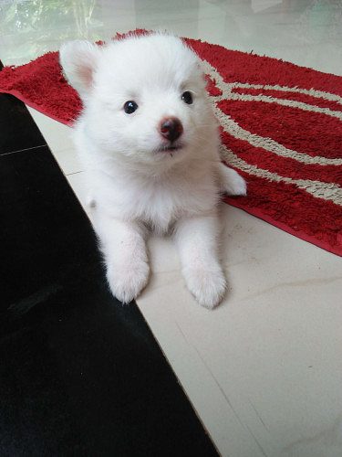 White cute pomeranian 1.5 months old
