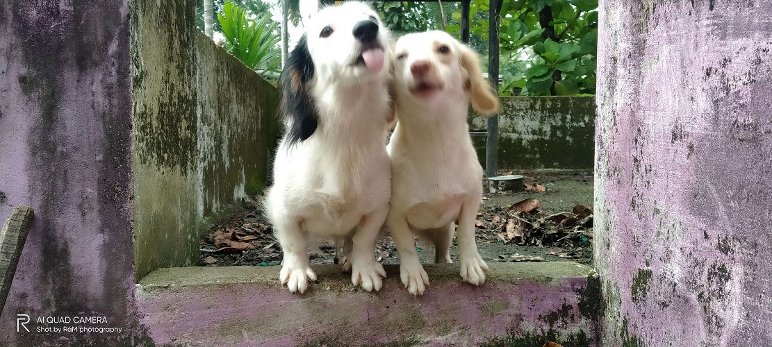 White Dash (Pair)4years old for