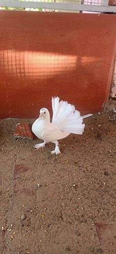 White fantail fancy pegions