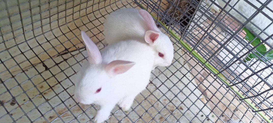 White gaint rabbit for sale