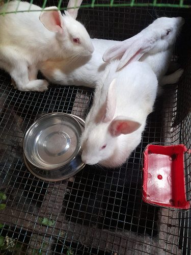 WHITE GIANT PURE BREED RABBITS FOR SALE