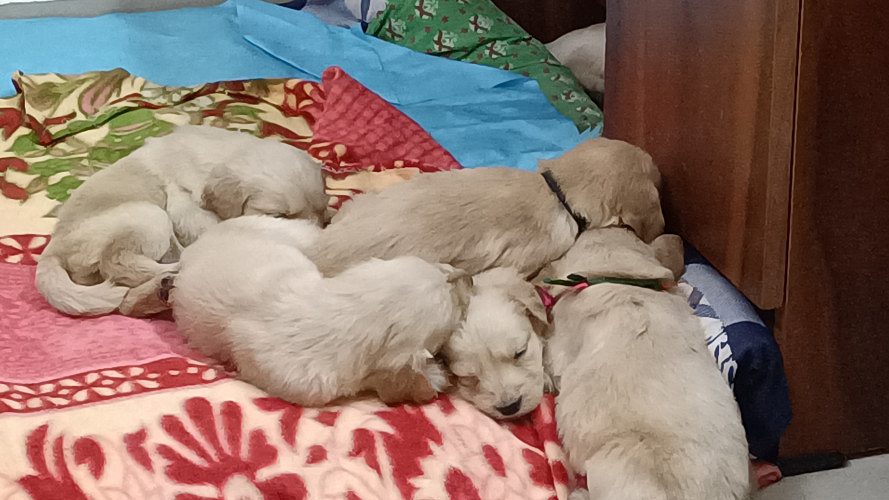 White and Golden Retrievers Puppies