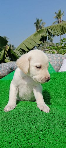 White Labrador Puppies
