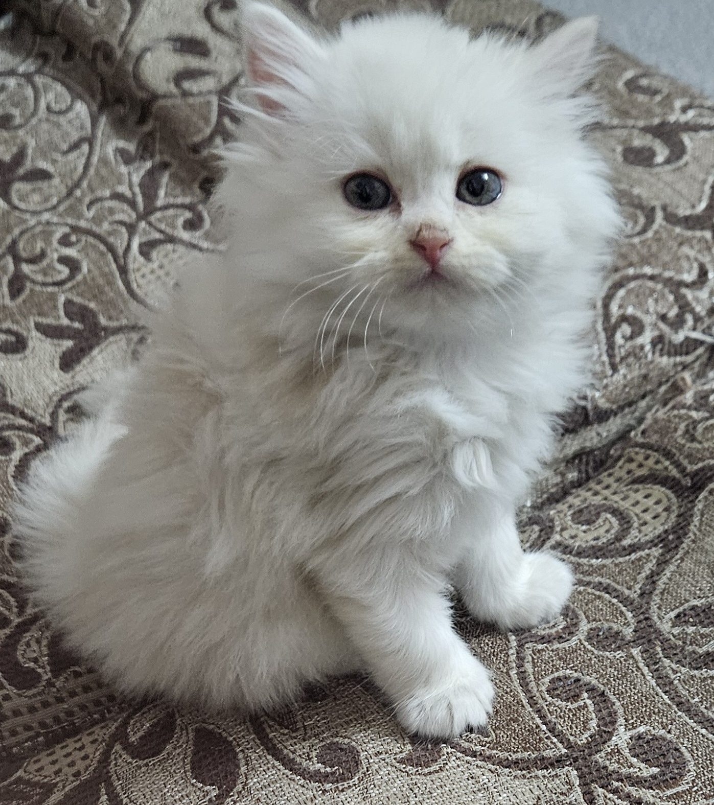 White Male Persian kitten for adoption