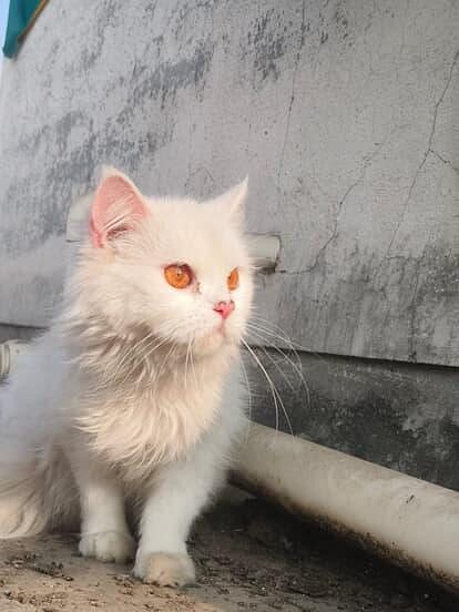 White Persian cat at best price