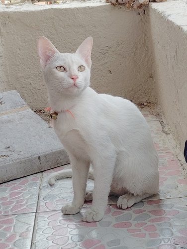 white persian cat mix breed