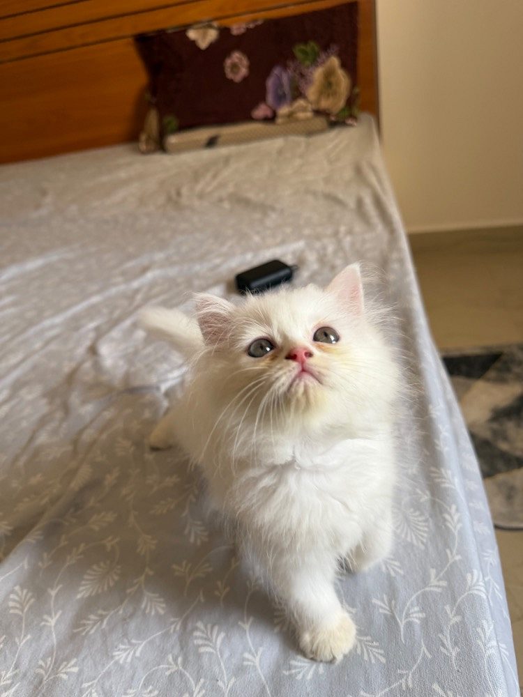 White persian kitten